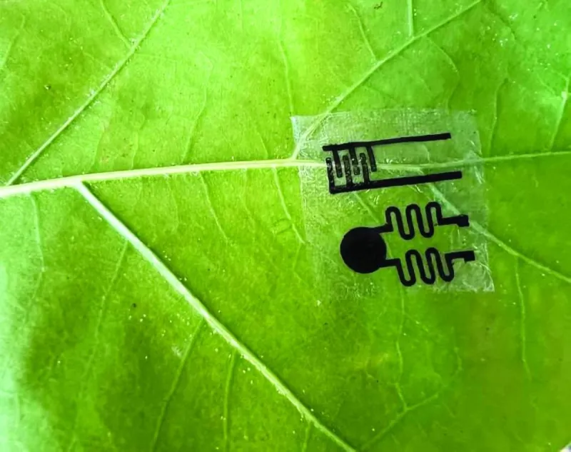 A close-up of a tiny tattoo-like wireless sensor attached to a plant leaf to monitor stress indicators.