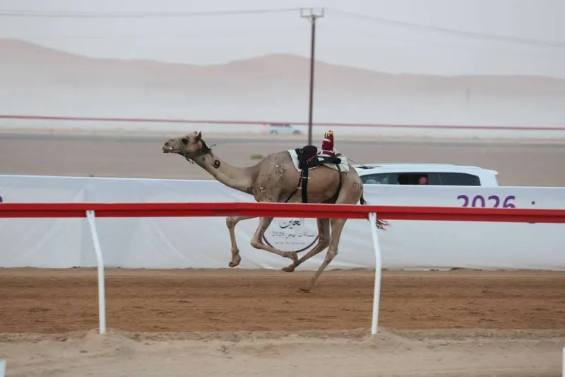 Camel racing competitors in the Thanaiya age category competing at Al Rawdha track during the second edition of the Al Ain 2026 Camel Racing Festival.