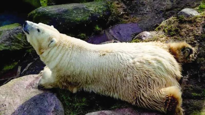 A polar bear at Neumünster Zoo in Germany, where the world's oldest captive female polar bear, Larissa, died at the age of 36.