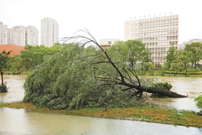 AChina Central Television (CCTV) reported that more than 1,300 trees had fallen across Yueqing, including more than 700 that were completely uprooted, while water levels in the worst-affected areas reached approximately half the height of a car tyre.In mountainous areas to the north of the city, footage broadcast by state television showed a landslide that sent large boulders rolling onto a mountain road, while river waters inundated surrounding trees.The typhoon's impact extended to transport networks: in Hangzhou, the capital of Zhejiang, two major railway stations suspended all services, and 327 flights were cancelled at Xiaoshan International Airport.In the neighbouring city of Shanghai, The Paper newspaper reported that authorities cancelled a total of 1,620 train journeys and 684 flights. Before reaching China, the typhoon had struck northern Taiwan and Japan's southwestern islands, uprooting trees and cutting power to tens of thousands of residents.